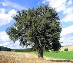 Tree photo at age 14.7782340862423