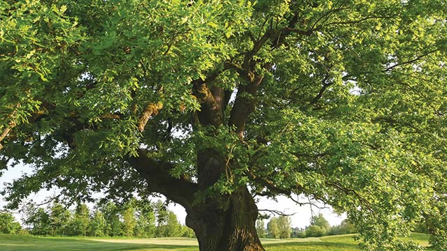 Tree photo at age 24.84171800136893