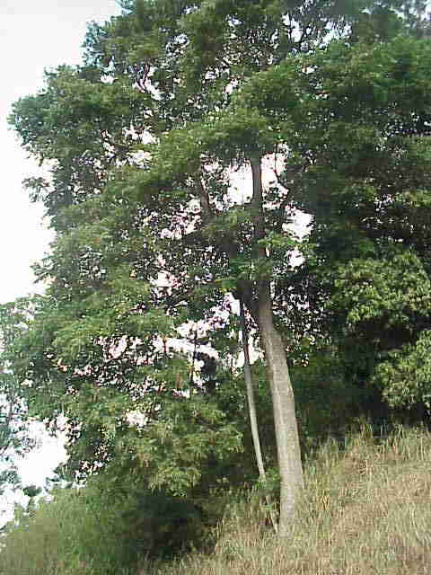 Tree photo at age 12.333333333333334